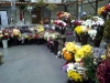 san_diego_bunching_flowers