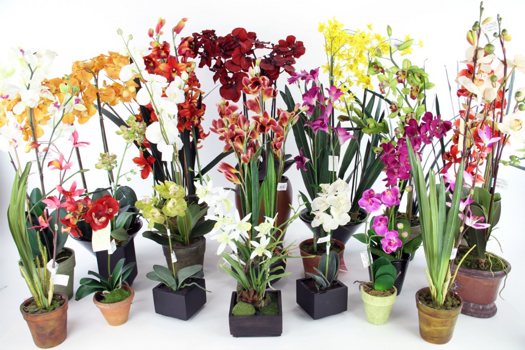 Wholesale Potted Orchids at Shinoda Design Center