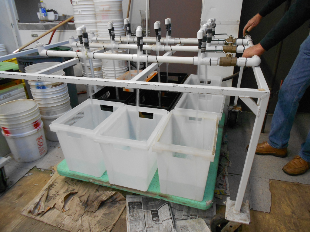 CSFA Nine Buckets at once!